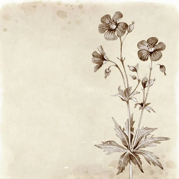 Hand Drawn Illustration Wild Flowers — Stock Photo, Image
