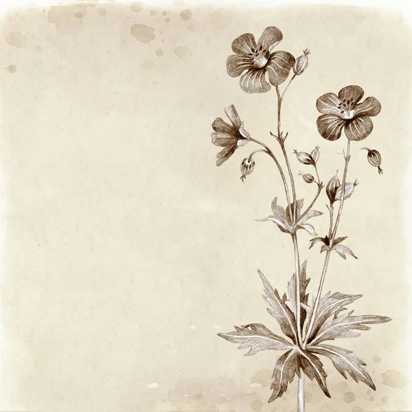 Illustration Dessinée Main Une Fleur Sauvage — Photo