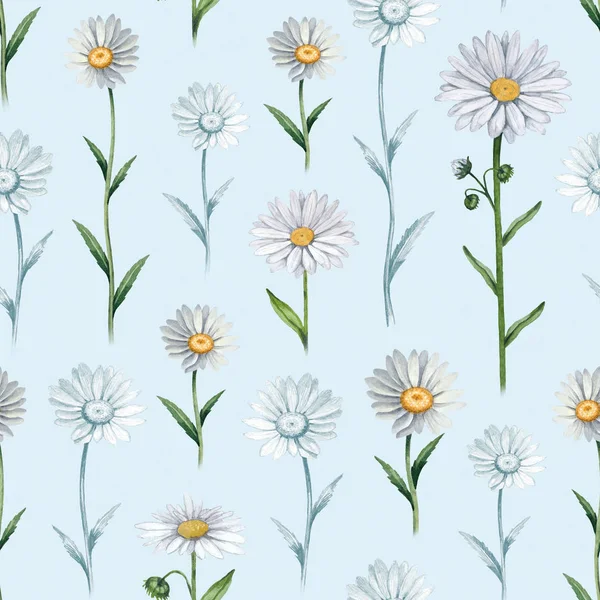 Illustrazioni di fiori di camomilla. Modello senza cuciture — Foto Stock