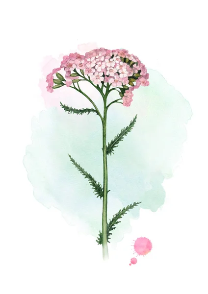 Akvarell Illustration Yarrow Blomma — Stockfoto