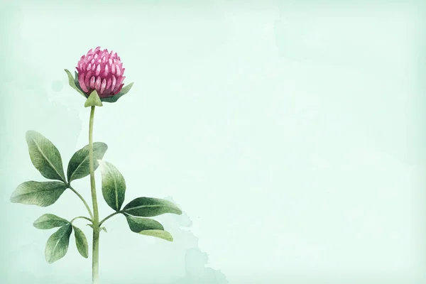 Bir Yonca Çiçek Suluboya Çizimi — Stok fotoğraf