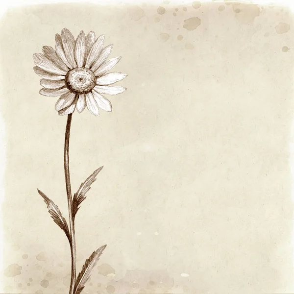 Illustration Main Une Fleur Camomille — Photo