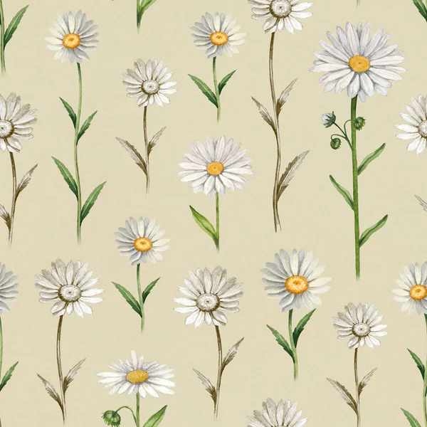 Illustrations of camomile flowers. Seamless pattern — Stock Photo, Image