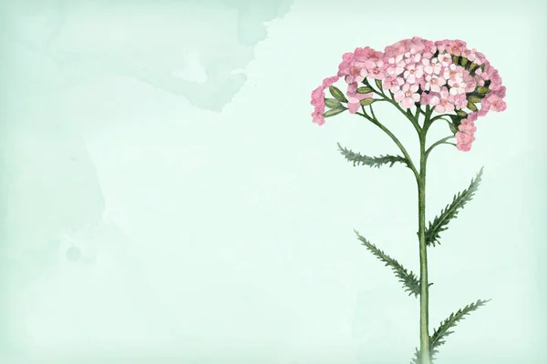 Akvarell Illustration Yarrow Blomma — Stockfoto