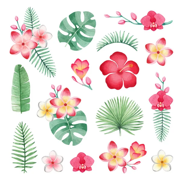 Akvarell Illusztrációk Trópusi Virágok Levelek — Stock Fotó