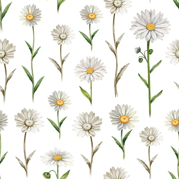 Illustrazioni di fiori di camomilla. Modello senza cuciture — Foto Stock