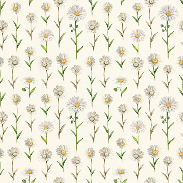 Illustrationer av kamomill blommor. Seamless mönster — Stockfoto