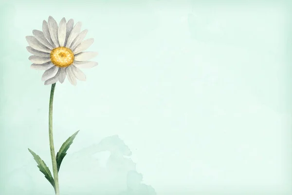 Akvarelu Ilustrace Květu Heřmánku — Stock fotografie