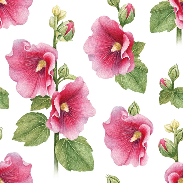 Illustraties Van Kaasjeskruid Bloemen Naadloze Patter — Stockfoto