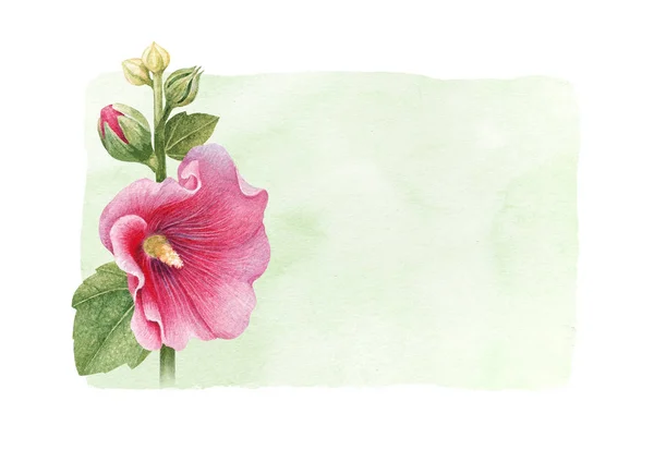 Akvarell Illustration Malva Blomma Perfekt För Gratulationskort Och Inbjudningskort — Stockfoto