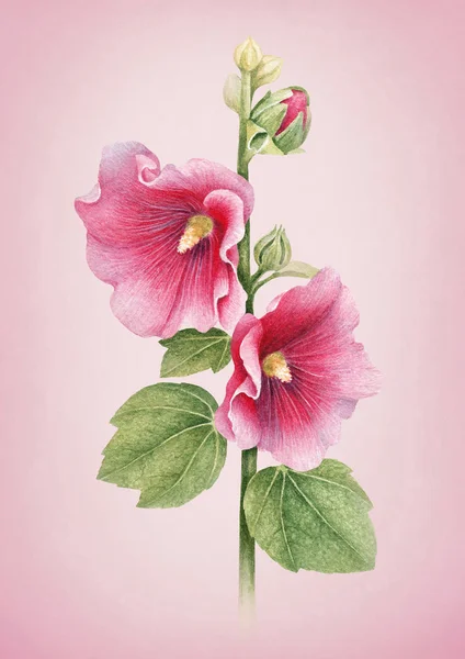 Watercolor Illustration Mallow Flower Perfect Greeting Cards — Stock Photo, Image