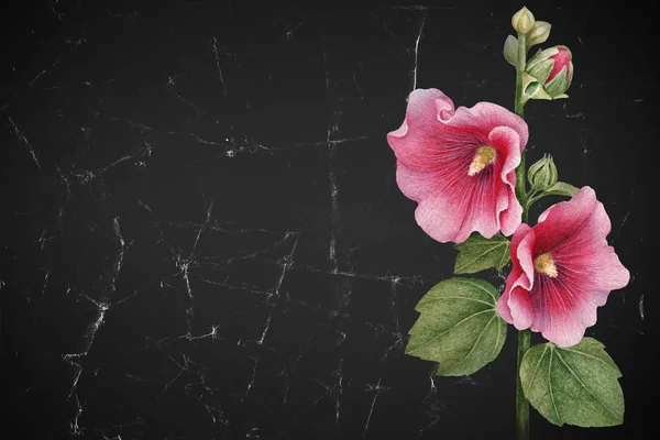 Ilustração Aquarela Uma Flor Malva Perfeito Para Cartões Convites — Fotografia de Stock