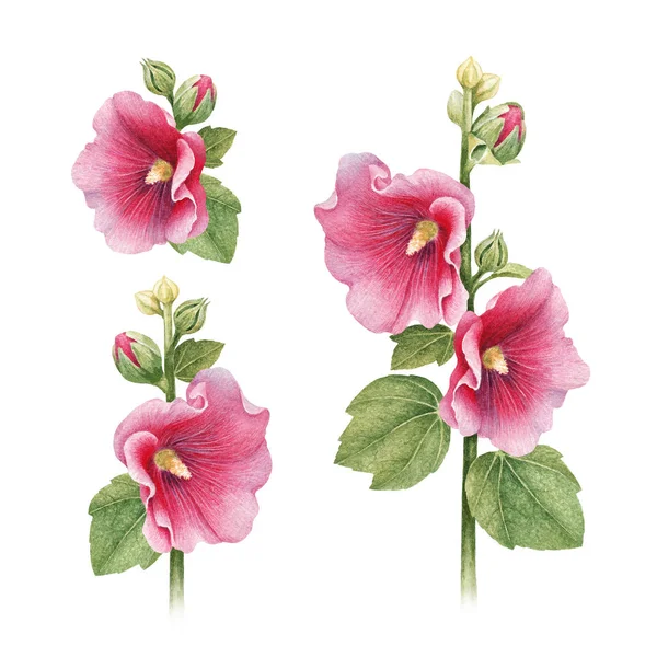 Акварельні Ілюстрації Квітів Мальви — стокове фото