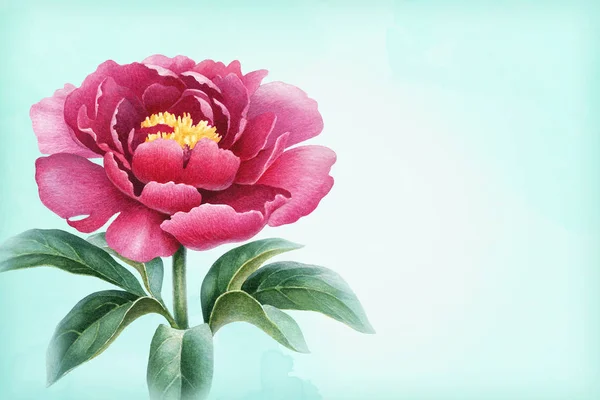 Illustrazione Acquerello Fiore Peonia Perfetto Biglietti Auguri Inviti — Foto Stock