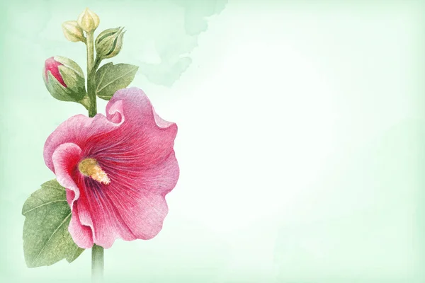 Watercolor illustration of a mallow flower. Perfect for greeting cards and invitations