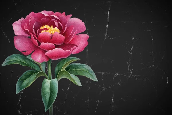 Акварельная Иллюстрация Цветка Пиона Идеально Подходит Поздравительных Открыток Приглашений — стоковое фото