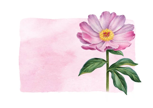 Illustrazione ad acquerello di fiori di peonia. Perfetto per il saluto c — Foto Stock