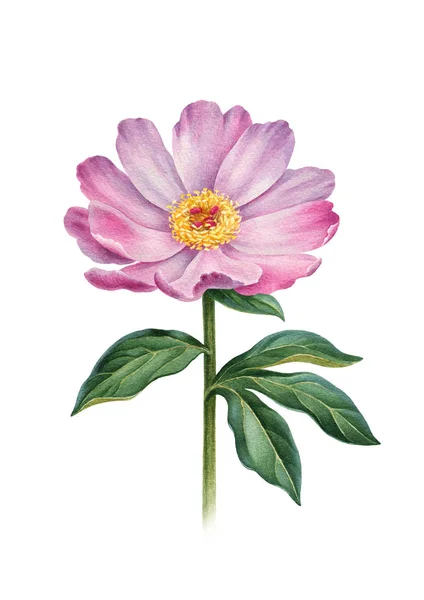 Aquarel illustratie van bloemen van de pioenroos. Perfect voor groeten c — Stockfoto