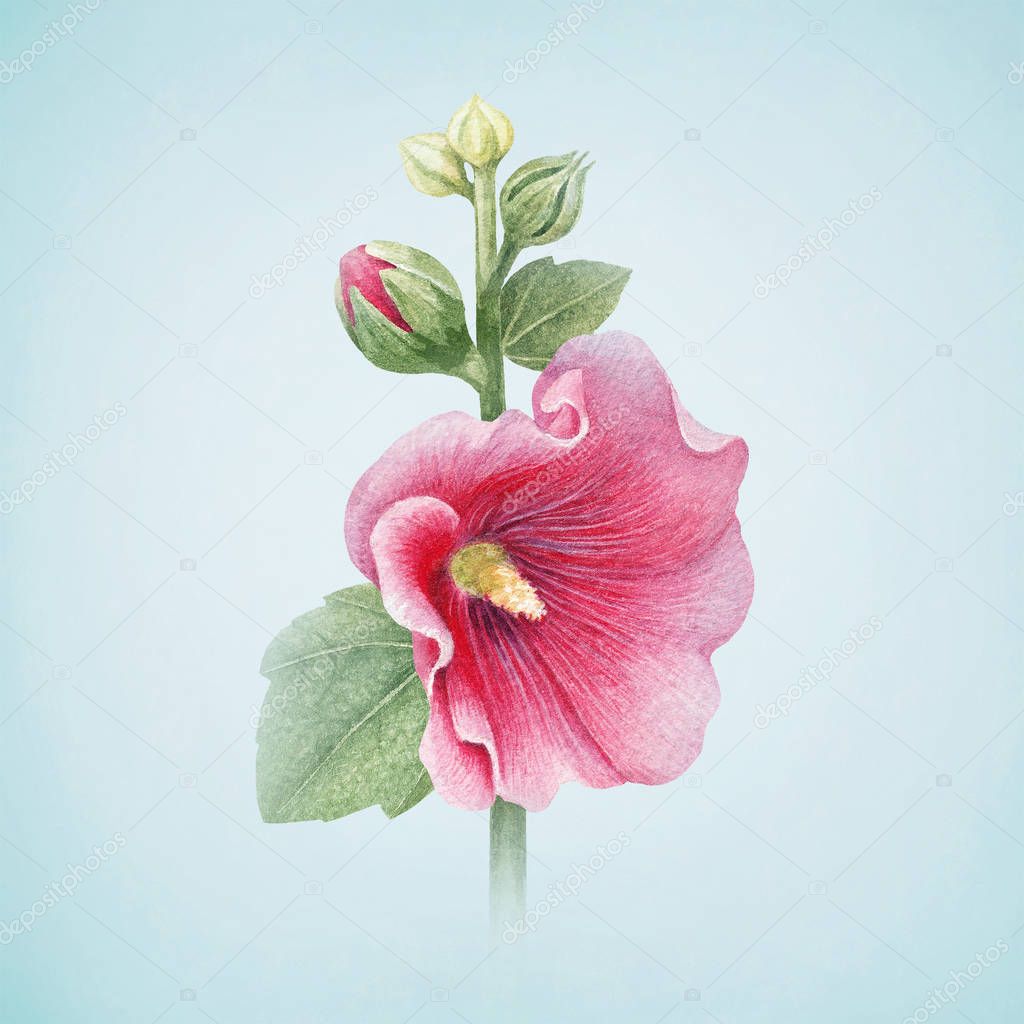 Watercolor illustration of a mallow flower. Perfect for greeting cards