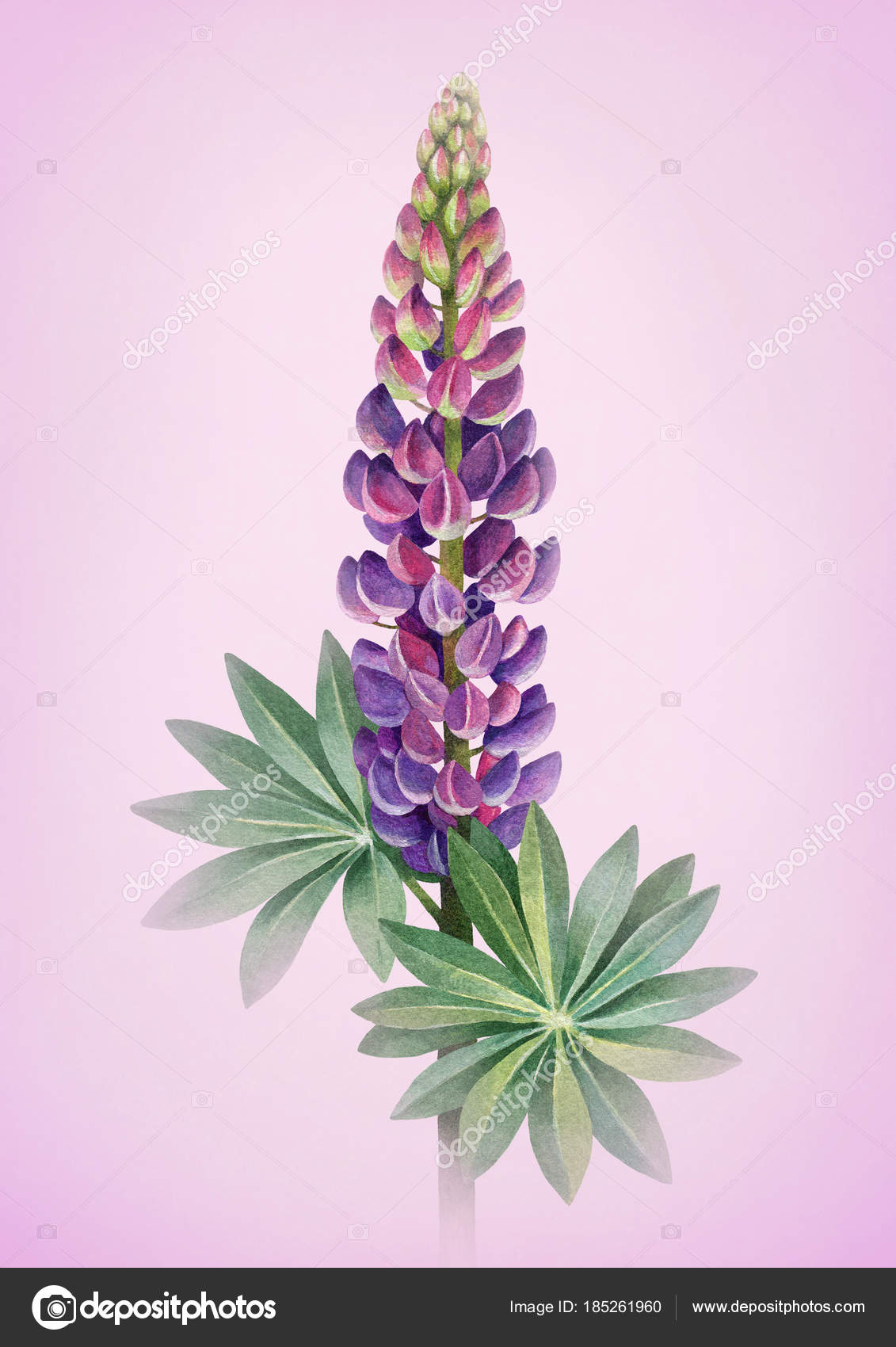 https://st3.depositphotos.com/1000254/18526/i/1600/depositphotos_185261960-stock-photo-watercolor-illustration-lupines-perfect-greeting.jpg