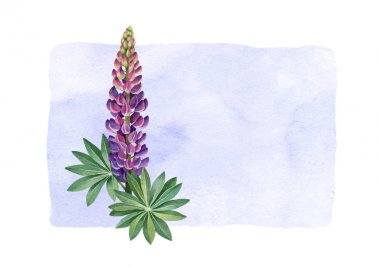 Lupines suluboya Illustration. Mükemmel tebrik kartları ve davetiyeler