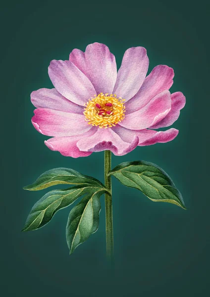 Illustrazione ad acquerello di fiori di peonia. Perfetto per il saluto c — Foto Stock