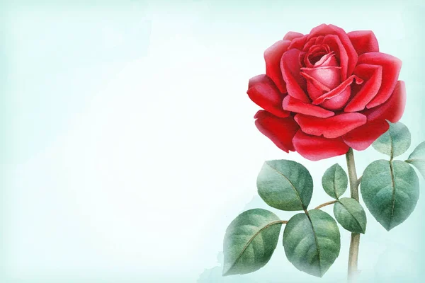 Ilustración Acuarela Una Flor Rosa Perfecto Para Tarjetas Felicitación Invitaciones — Foto de Stock