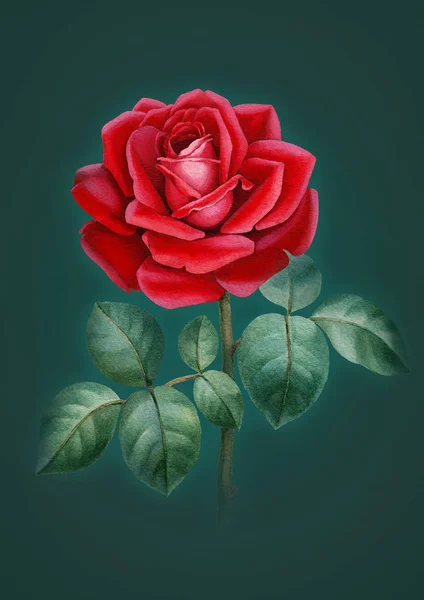 Acuarela Ilustración Una Flor Rosa — Foto de Stock