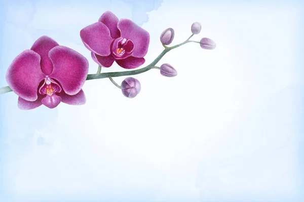 Paarse aquarel orchideeën — Stockfoto