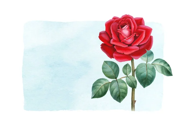 Ilustración Acuarela Una Flor Rosa Perfecto Para Tarjetas Felicitación Invitaciones —  Fotos de Stock