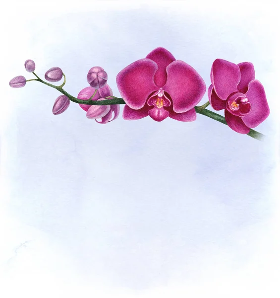 Purple watercolor orchids — Stock Photo, Image