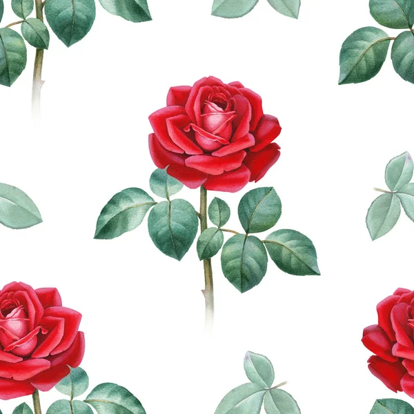 Illustration Aquarelle Une Rose Modèle Sans Couture — Photo