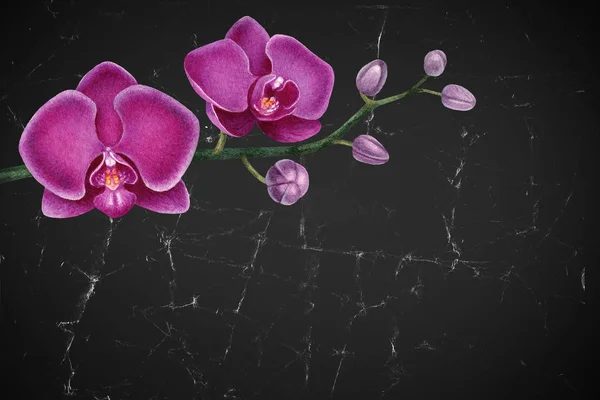 Paarse aquarel orchideeën — Stockfoto