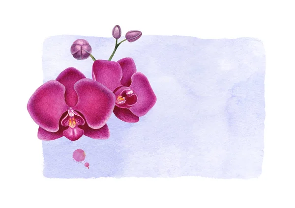 Paarse aquarel orchideeën — Stockfoto