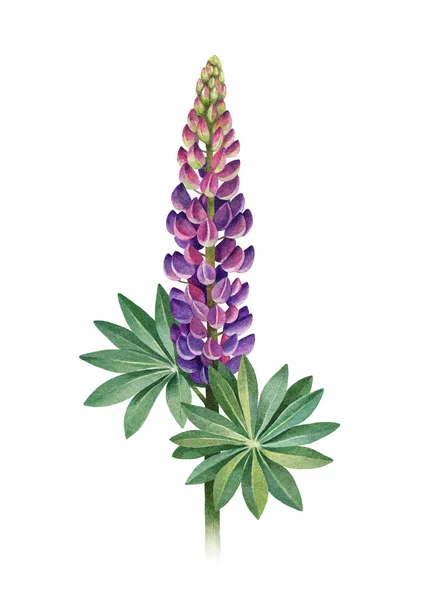 Lupines Suluboya Illustration Mükemmel Tebrik Kartları Davetiyeler — Stok fotoğraf