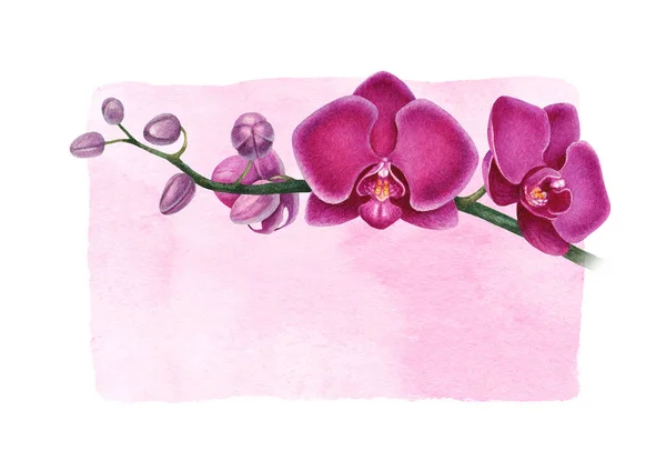 Paarse aquarel orchideeën — Stockfoto