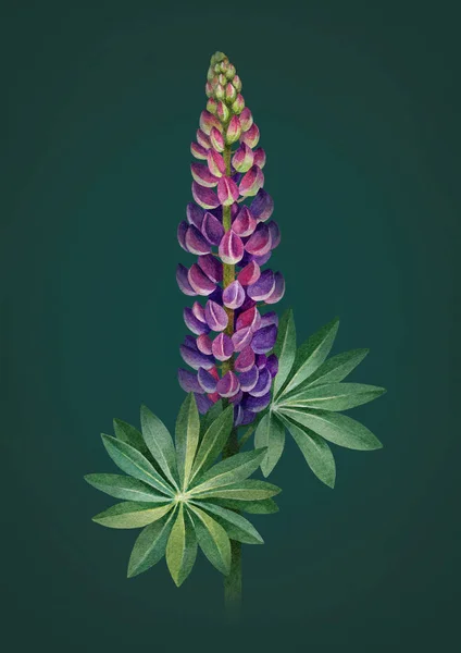 Watercolor Illustration Lupines Perfect Greeting Cards — Stock Photo, Image