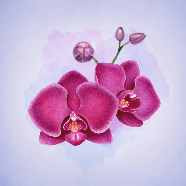 Ilustração Aquarela Orquídeas Perfeito Para Cartões Felicitações — Fotografia de Stock