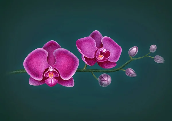 Aquarel Illustratie Van Orchideeën Perfect Voor Wenskaarten — Stockfoto