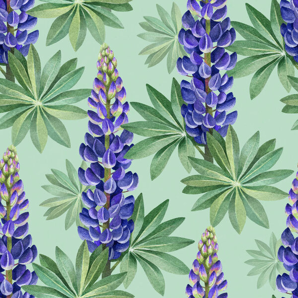 Watercolor illustrations of wild lupines. Seamless pattern