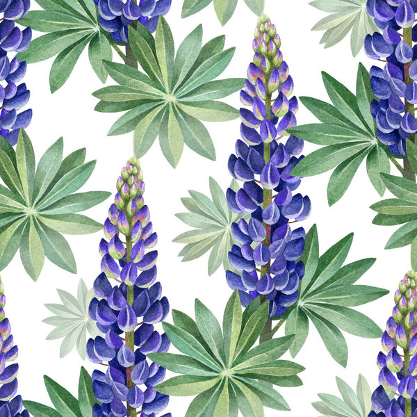 Watercolor illustrations of wild lupines. Seamless pattern