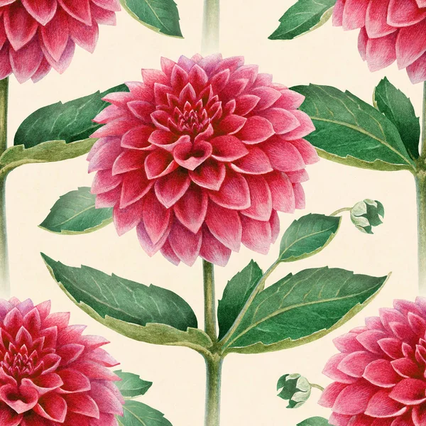 ダリアの花の水彩イラスト。シームレス パターン — ストック写真