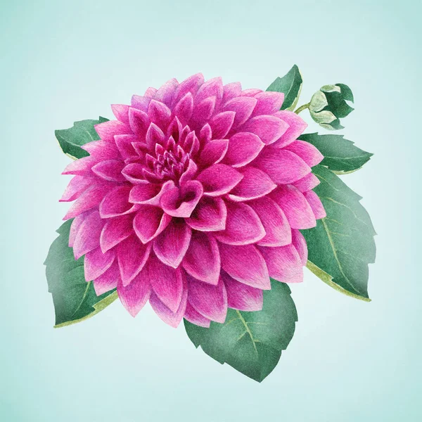 Akvarel dahlia květiny — Stock fotografie