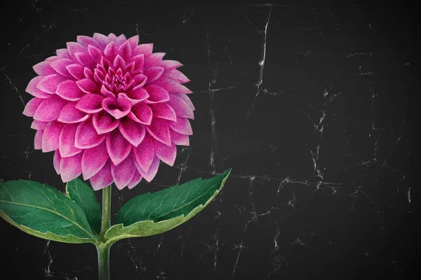 水彩ダリアの花 — ストック写真
