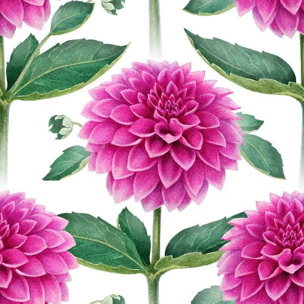 Watercolor dahlia flowers pattern — Stock Photo, Image