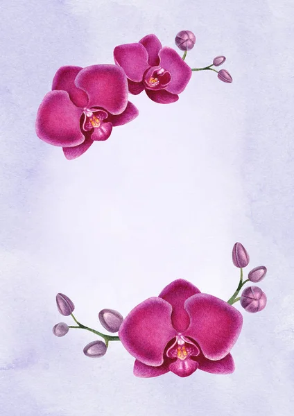 Lila akvarell orkidéer — Stockfoto