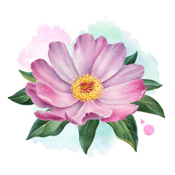 Watercolor peony flower — Stock Photo, Image