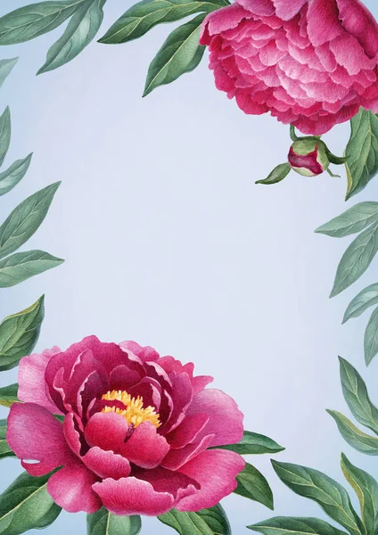 Cornice fiori di peonia — Foto Stock