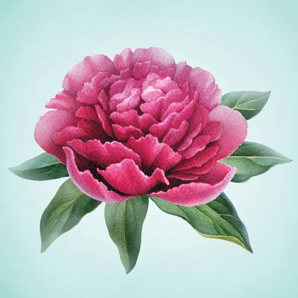 A watercolor illustration of the peony flower — Stock Photo, Image