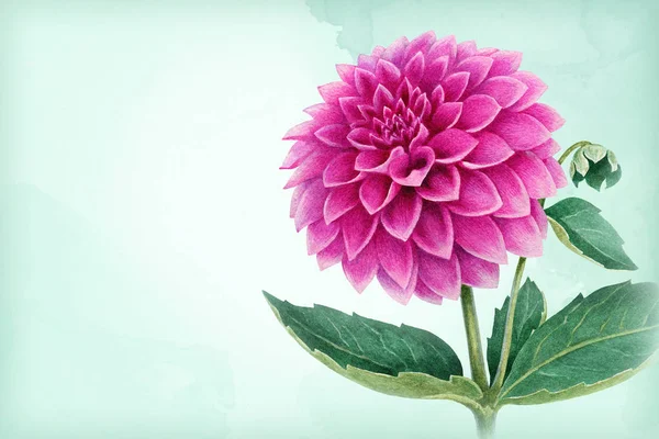 Watercolor dahlia flower — Stock Photo, Image